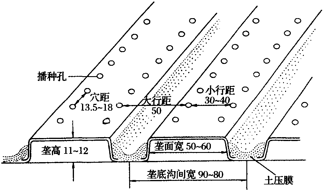 (五)花生地膜覆盖高产栽培